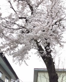 耐雪桜が満開